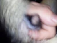 Homemade beastiality dog sex with slut getting smashed